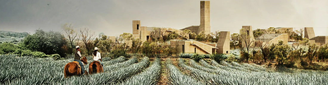 Tequila Azul : l'âme du Mexique dans un verre d'agave bleu